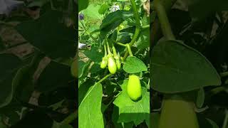 Brinjal ka plant 🍆🍆shorts youtubeshorts vegetables [upl. by Uohk]