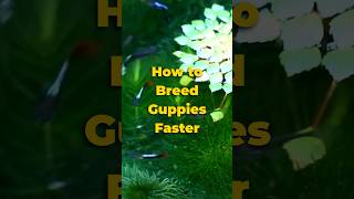 How to Breed Guppies Faster 🐠 shorts guppy [upl. by Fadil]