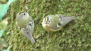 Goldcrest Birds in January [upl. by Oiluj]