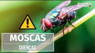 CUIDADO MOSCAS TRANSMITEM MUITAS DOENÇAS [upl. by Anyer571]