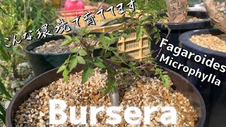 【Bursera】【ブルセラ ファガロイデス】育成状況 ミクロフィラ [upl. by Mcfarland]