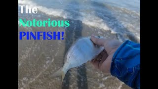 Surf fishing Kure Beach NC [upl. by Eigla]