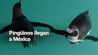 ¡Bienvenidos a México Sedema logra que 5 pingüinos en peligro de extinción se adapten al país [upl. by Wye]