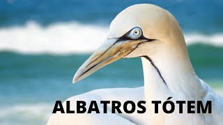 ANIMALES DE PODER EL ALBATROS [upl. by Eidolem]