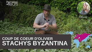 le coup de cœur dOlivier  le Stachys byzantina [upl. by Ylevol]