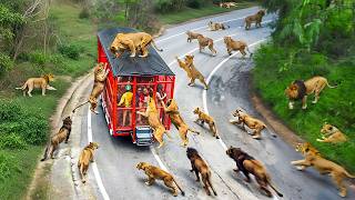 65 Incredible Safari Moments Caught on Camera [upl. by Lyndy]