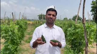 SYNGENTA INDIA LIMITED  HYBRID BITTER GOURD  ANISHAA [upl. by Hildegard]