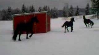 Friesian Horses Running in Snowy Pasture [upl. by Hannis978]