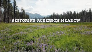 Ackerson Meadow Restoration [upl. by Charleton]