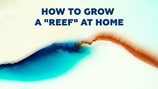 Growing a chemical “reef” using diffusion [upl. by Akimak]