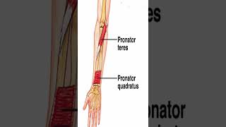 Anatomy Pronator Quadratus shorts [upl. by Gnaw]