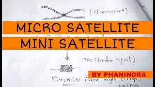 MICROSATELLITES AND MINISATELLITES  BIOTECHNOLOGY  BY PHANINDRA GUPTA [upl. by Aristotle885]