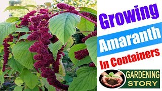 Growing Amaranth In Containers  How To Grow Amaranthus  Gardening story [upl. by Marissa]