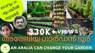 Aralia Garden Tour Aralia Plant care and propagationഅരളിയ Aralia varieties [upl. by Ahsoek722]