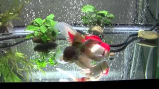 Goldfish Care Filtration Basics Part 1 [upl. by Gleda447]