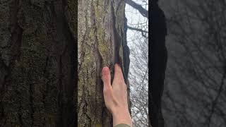 The bark of honey locust Gleditsia triacanthos tree arborist nature botany plants trees [upl. by Anirahc]