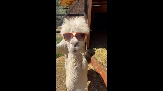 Can llama be your next pet Llama song shorts [upl. by German]