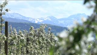 Mit der Blüte kommt die Sorge nach dem Frost fürchten die Allgäuer Obstbauern jetzt Feuerbrand [upl. by Philps]