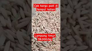 Harga padi mulai anjlok petani menangs harga padi [upl. by Donohue]