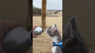 Liebchen Viale Rigo  Adventurous cat meets the desert 🏜️🌵 corridos music cats catshorts cute [upl. by Gertie]