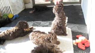 Playful Portuguese Water Dog Puppies [upl. by Kinghorn685]