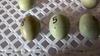 Hatching button quails experiment [upl. by Enyawad]