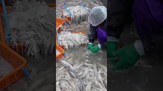 Amazing Semidried squid mass production process allprocessofworld [upl. by Einafpets]