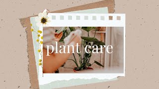 plant care  tutore alla Monstera chilling e rinvasi [upl. by Audri]