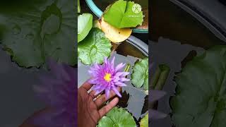 Water lily plant at home waterlily gardening ytshorts [upl. by Yedarb]