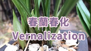 春蘭的春化 Cymbidium goeringii vernalization [upl. by Janet]