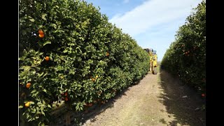 SHD Citrus Mechanical Harvesting  2021 Florida US [upl. by Mellar]