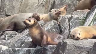 Bruny Island scenic Tourcruise Pennicott [upl. by Gorrian624]