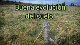 Buena evolución del suelo [upl. by Hooker]