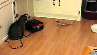 My Bearded Dragon chasing a cat and being territorial [upl. by Nylesoy931]