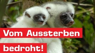 Diese 15 Tiere sind vom Aussterben bedroht [upl. by Cence620]