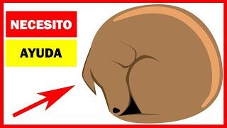 14 Señales que indican que tu perro te está pidiendo ayuda [upl. by Horacio443]