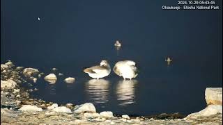 Mating pair of Egyptian Geese [upl. by Anelim]