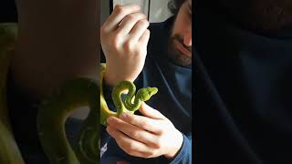 Primo maneggiamento del Serpente Verde Corallus caninus [upl. by Yma173]