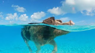 Robot Pig MightSWIM Meet The Swimming Pigs Of The Bahamas [upl. by Nnairak]