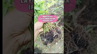 CEGAH LAYU FUSARIUM dengan Trichoderma garden gardening kebunorganik fusarium trichoderma cabe [upl. by Nueormahc]