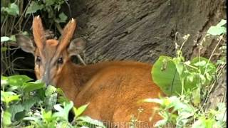 A curious barking deer [upl. by Arodnahs]