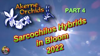 AT THE NURSERY  Part 4  SARCOCHILUS HYBRIDS IN BLOOM 2022 [upl. by Suirauqed]