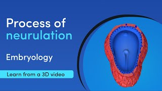 What are the steps in embryology neurulation  Medimagic  Best App for Medical Student [upl. by Lohrman]