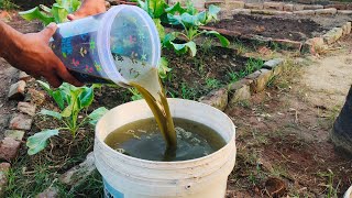 Recycle Plant Leaves into Powerful Liquid Fertilizer For Cauliflower Cabbage And Broccoli [upl. by Aivataj960]