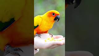 How to Teach Your Parrot to Talk [upl. by Ludlew]