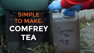 How to Make Comfrey Tea  Organic Fertiliser for your Garden [upl. by Yespmed]