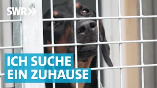 Liebe gesucht Die große Tierheim Doku aus Esslingen [upl. by Edac]