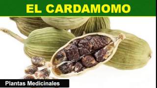 El Cardamomo  Plantas Medicinales [upl. by Obadiah]