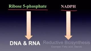 Pentose Phosphate Pathway [upl. by Poland]