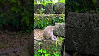 video shortsvideo monkey shorts cute trending usa wildlife xd 4k zoo youtube t154 [upl. by Naliorf]